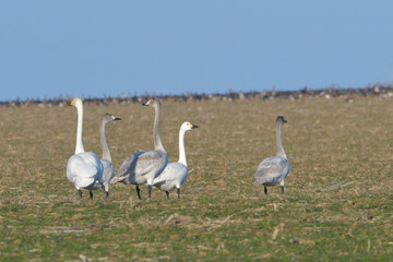 Whooper swan (Cygnus cygnus)