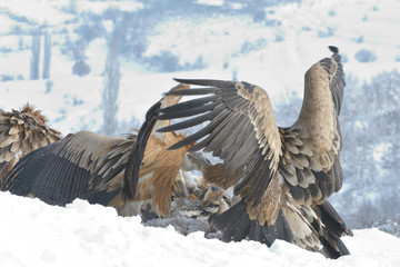 Griffon Vultures Eating in Winter