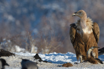 Griffon Vulture in Winter Landscape