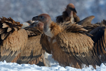 Griffon Vultures in Winter Landscape, into the Mountains