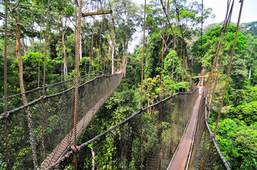 Plakat Kakum National Park with a canopy walkway 