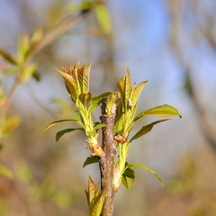 fresh spring background