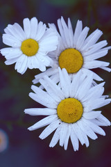 Chamomile field flowers border. Beautiful nature scene with blooming medical chamomilles