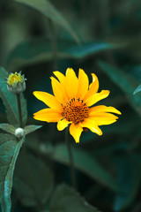  fragile delicate yellow flower. summer background