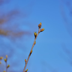 Cherry blossom in spring