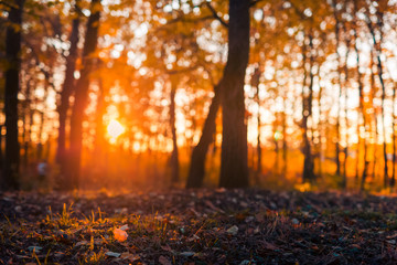 Autumn landscape and colorful leaves in sun rays and blurred bokeh background