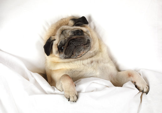 Pug dog resting in a bed