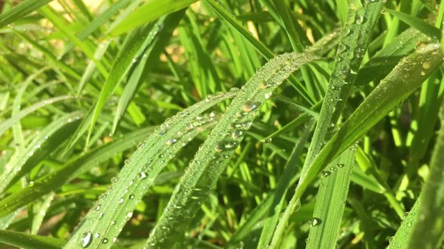 Close up video of fresh green grass with drops of morning dew. Beautiful natural background or wallpaper.