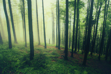 Naklejka premium Misty forest - autumn in the Beskidy mountains.