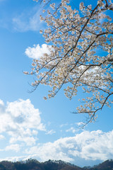 青空と桜