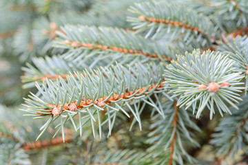 Naklejka na ściany i meble Abstract garden background - green spruce branches in close-up (selective depth of field).