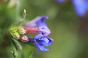 Lithodora diffusa 'Heavenly Blue'

 