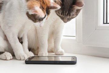 Two cats sit on the windowsill and look at the smartphone screen