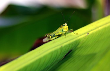 grasshopper on banana tree leaf