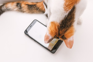 Tricolor cat sitting on the windowsill and looking at the smartphone screen
