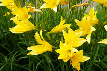 Fototapeta premium Hemerocallis lilioasphodelus or yellow daylily lily flowers