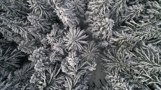 Floating Top View of Snow Covered Forest Trees