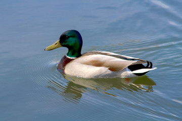 canard