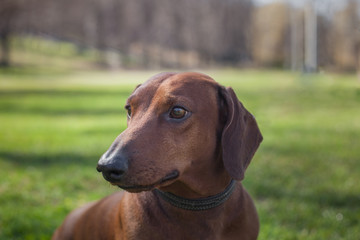 Dog dachshund of brown color in a dark collar in a park on green grass against a background of trees
