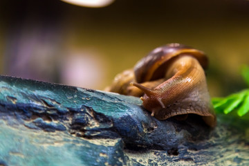 Close-up of a cinnamon snail
