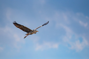 A Grey Heron (Ardea cinerea) in flight