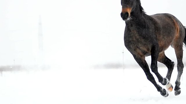 Couple of dark color horses