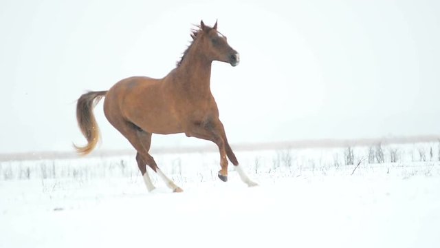 Chestnut stallion running fast in the blizzard