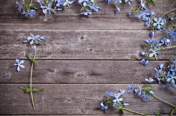 periwinkle on old wooden background