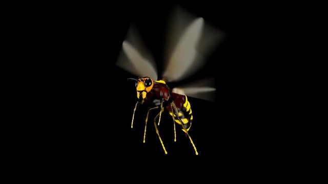 Bee. Looped. Alpha Channel Included.