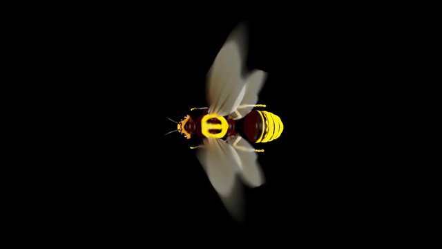 Bee. Looped. Alpha Channel Included.