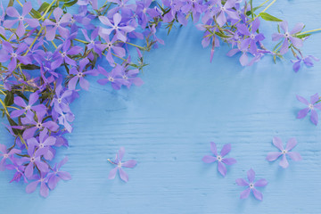periwinkle on  wooden background