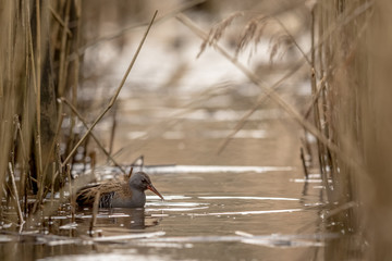 WATER RAIL Rallus aquaticus searching for food in the water between common reed, Phragmites australis