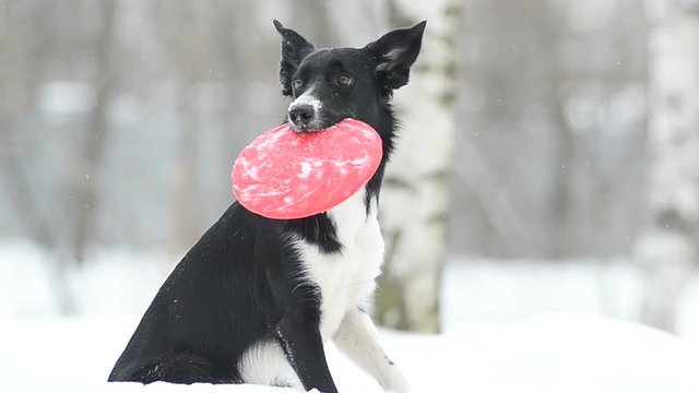 Black and white border collie holding disk