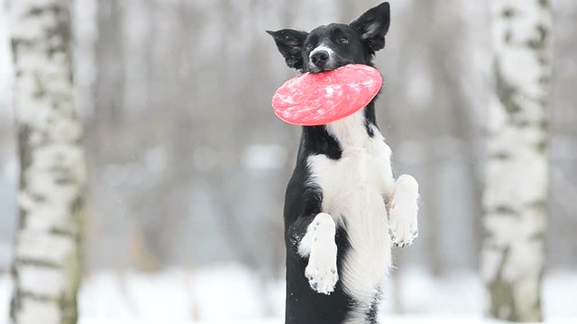Border collie with frisby disk posing