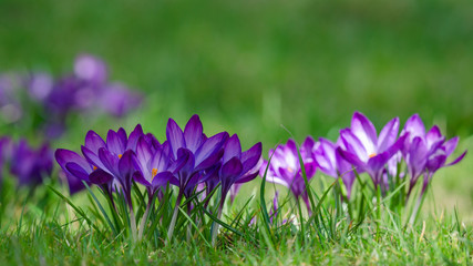 CROCUSES - Blooming flowers of early spring