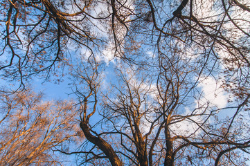 Crown trees. Bottom view. Wide angle photography.