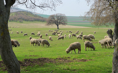 Flock of sheep