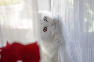 Un precioso gato blanco con un ojo de cada color en una casa mordiendo una cortina blanca con un toque de color rojo al lado izquierdo