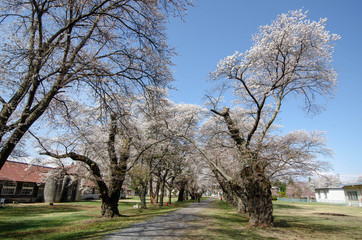 Obraz premium 茨城牧場