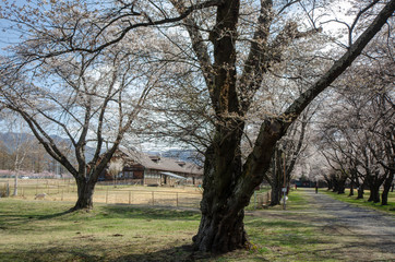 Obraz premium 茨城牧場