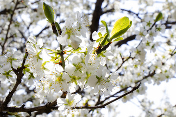 Fototapeta premium spring,flowers,sky,colors,sun