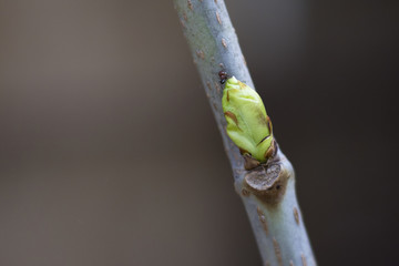 plant,photography,spring