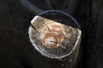 tree,wood,texture