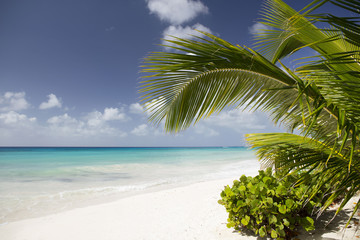 Summer. Exotic vacations. Palm trees. Turquoise water. Sunny blue sky. Beautiful white-sand beach.
