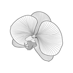 Beautiful isolated hand-drawn flower of an orchid. Element for design.