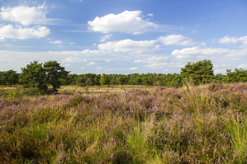 Heathland in National Park Maasduinen in the Netherlands
