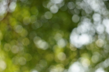 The blurry image of tree with green and white circular bokeh made from photographing under the tree behind sun shine at morning. That made feeling fresh warm and make new inspiration for hard working.