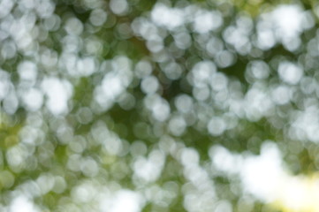 The blurry image of tree with green and white circular bokeh made from photographing under the tree behind sun shine at morning. That made feeling fresh warm and make new inspiration for hard working.