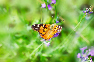 Orange and black butterfly on purple flower with blurry grass in the background. Shallow depth of field.
