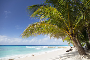Fototapeta na wymiar Barbados. 